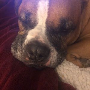 Meet your Posher, Maja